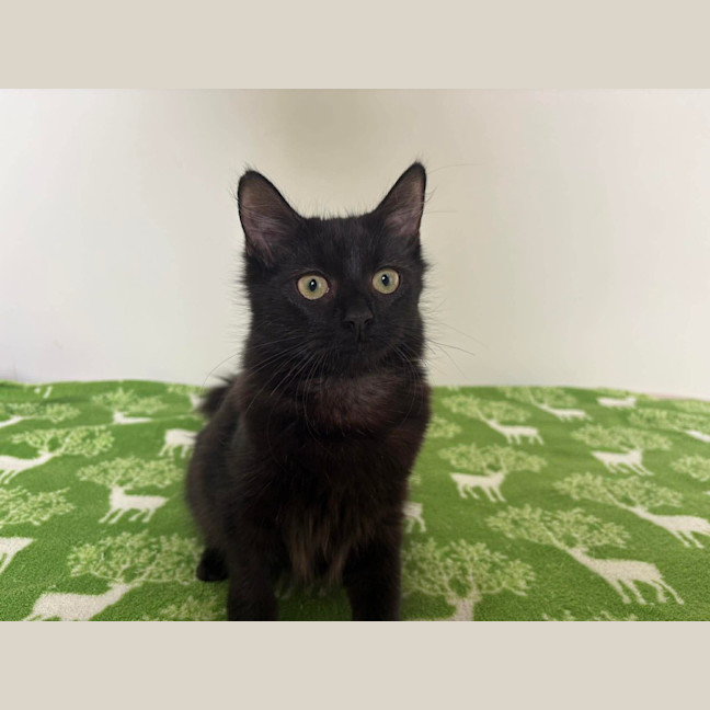 Photo of Bean