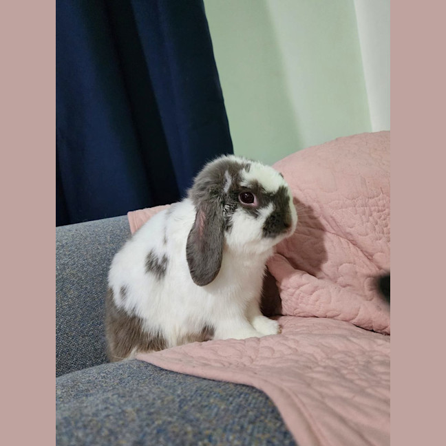 Photo of Cabbage Patch