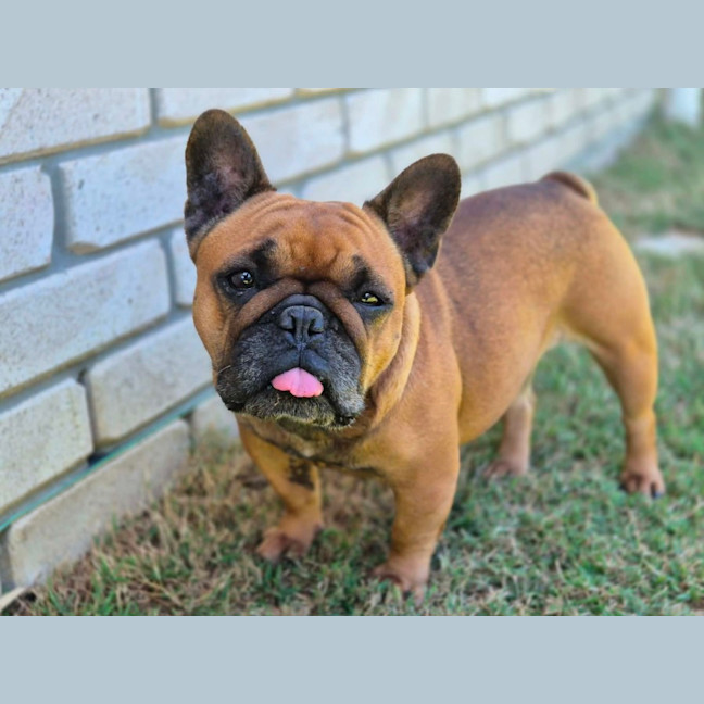 Photo of Amber