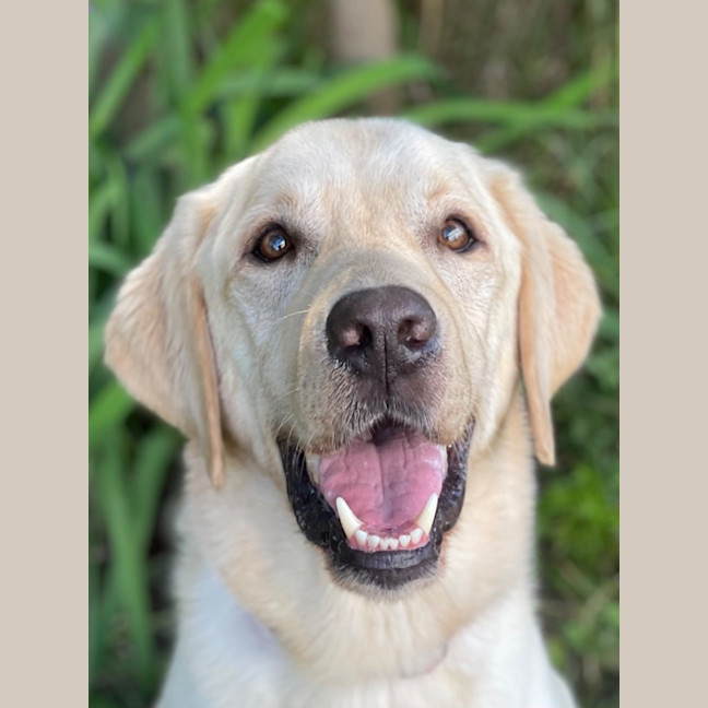 Photo of Rambo
