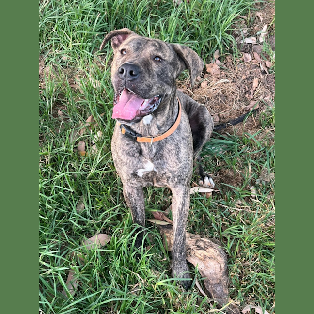 Photo of Dinkley Dara