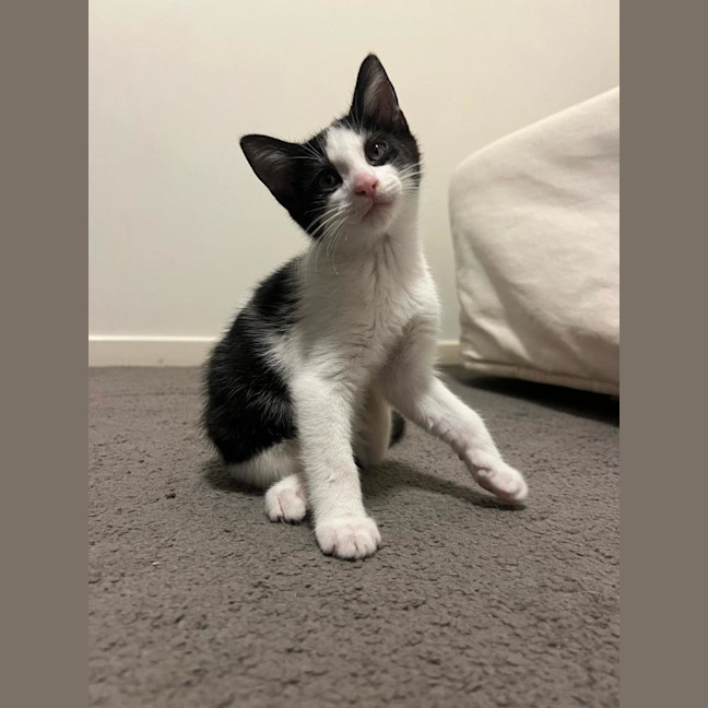 Photo of Hatchie