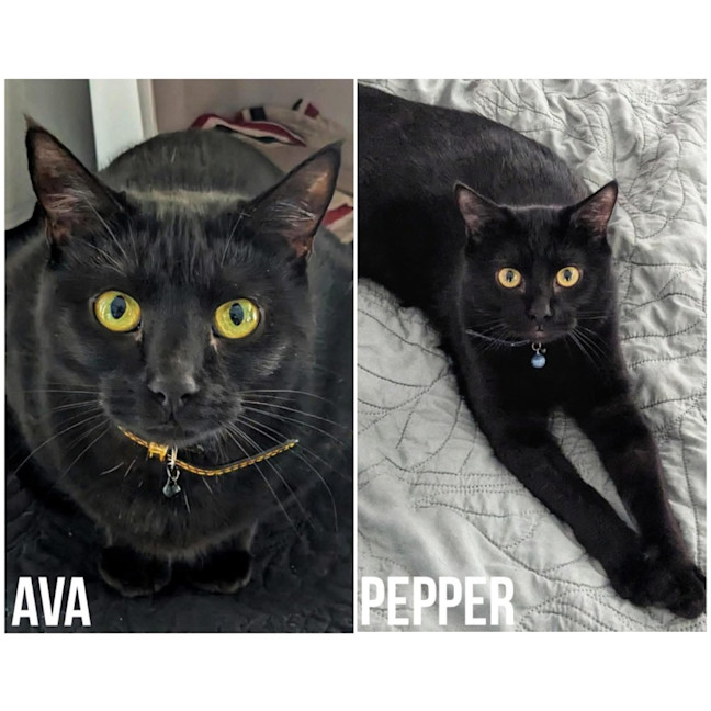 Photo of 11282 & 11285   Ava & Pepper