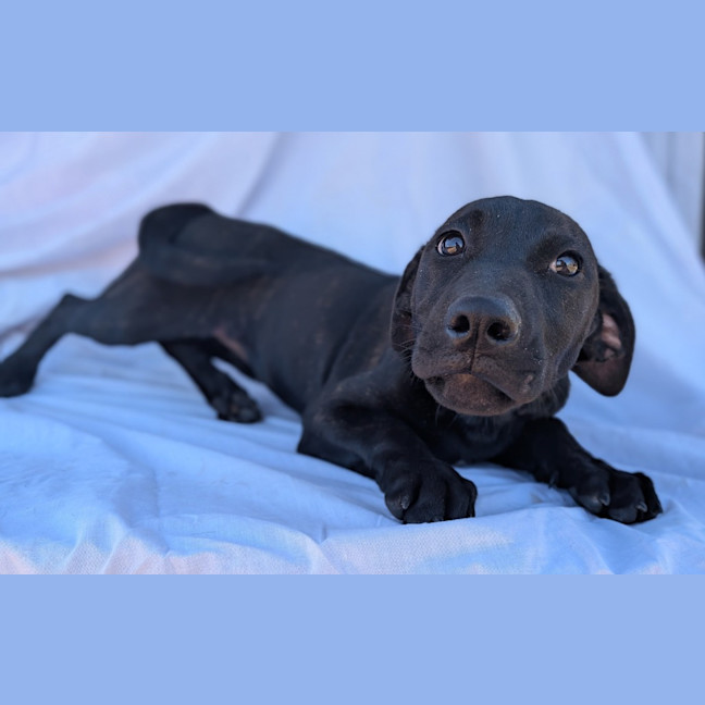 Photo of Dolly