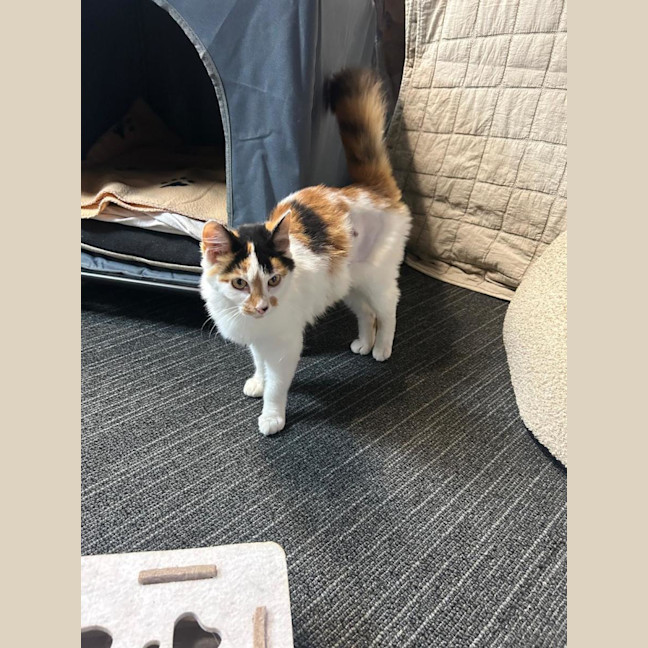 Photo of Cali