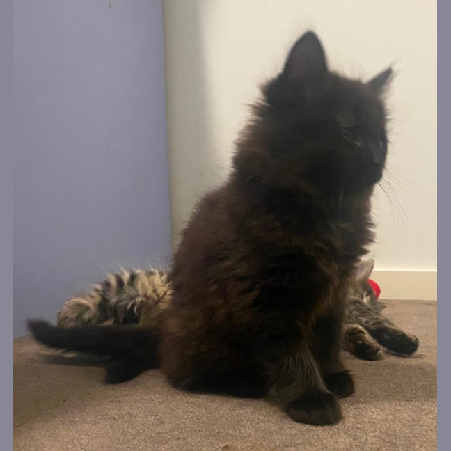 Photo of Hocus **2nd Chance Cat Rescue**