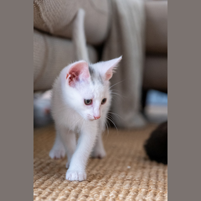 Photo of Loki