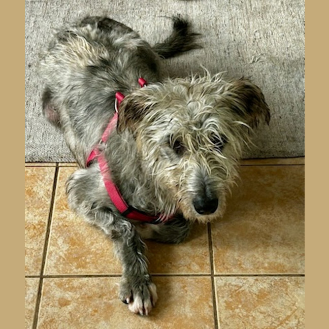 Photo of Molly