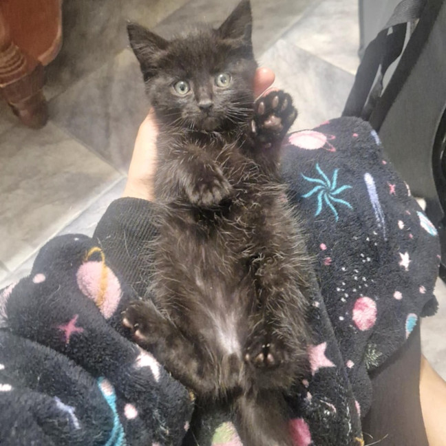 Photo of Huey   Located In Wallan