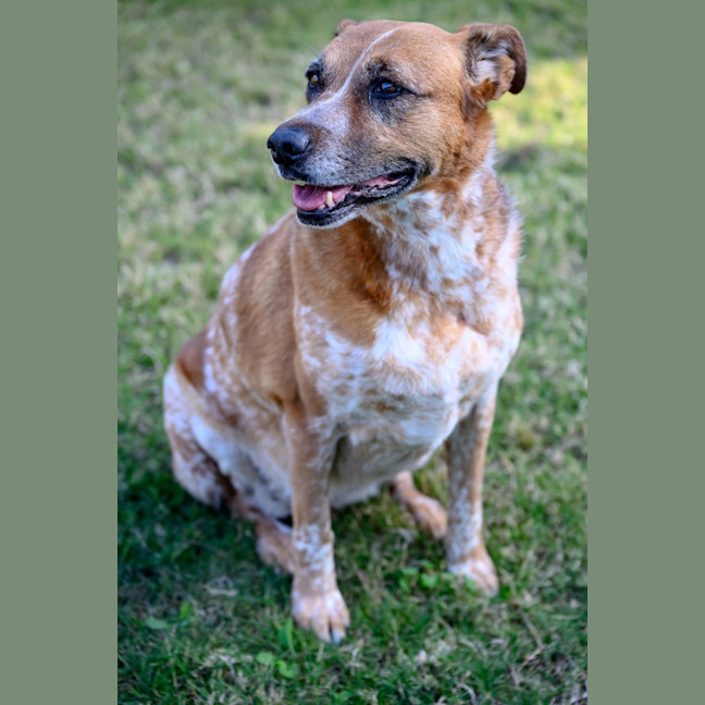 Photo of Dot