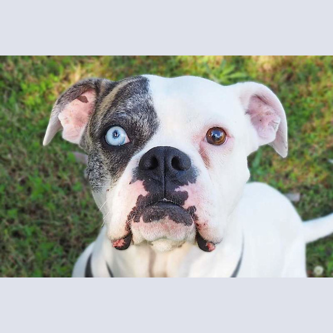 Photo of Gypsy