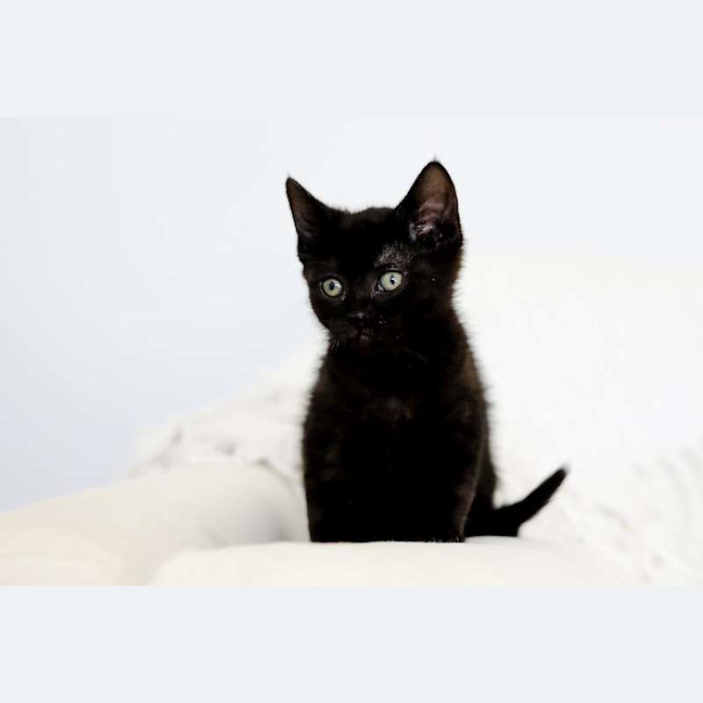 Photo of Coco