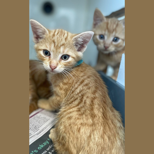 Photo of Pumpkin