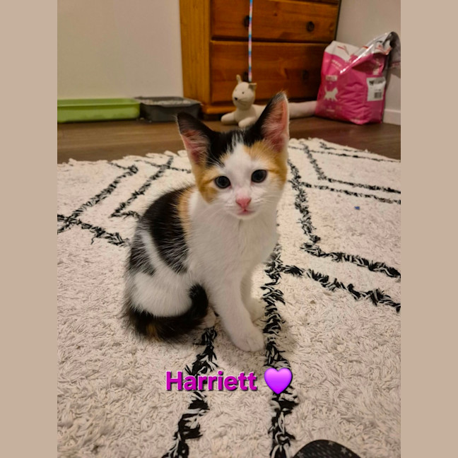 Photo of Harriet Meet Me@Petstock Carrum Downs Store 