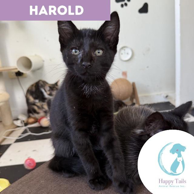 Photo of Harold