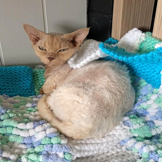 Photo of Phoenix