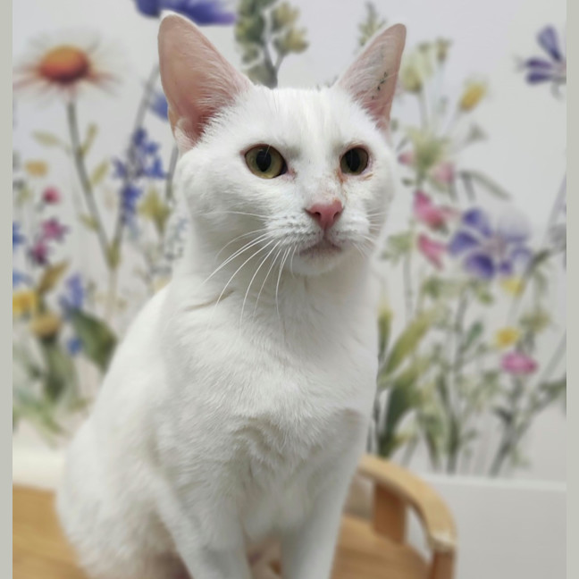 Photo of Pearl