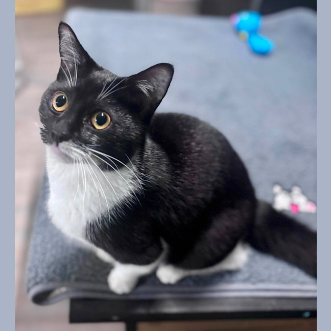Photo of Sweetie Pie