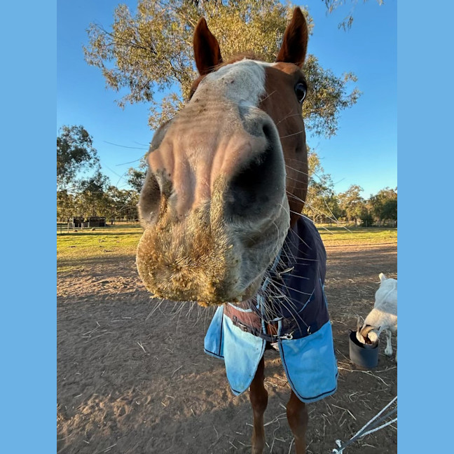 Photo of Big Red