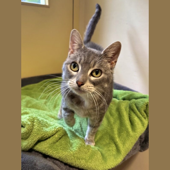 Photo of Clover