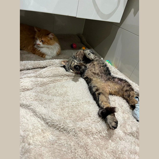 Photo of Simba And Samson 