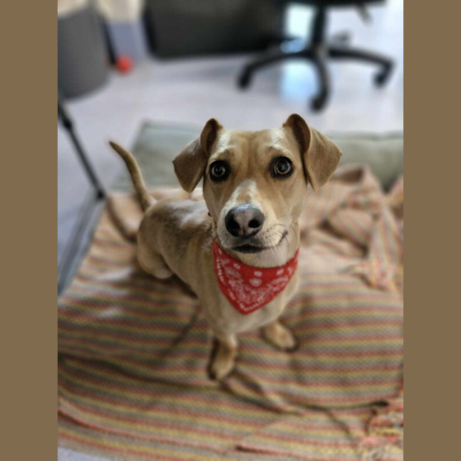 Photo of Nacho