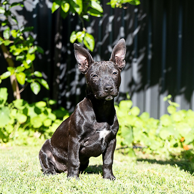 Photo of Riff