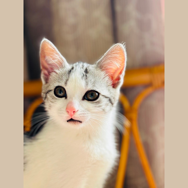 Photo of 🐾 Alba 🐾