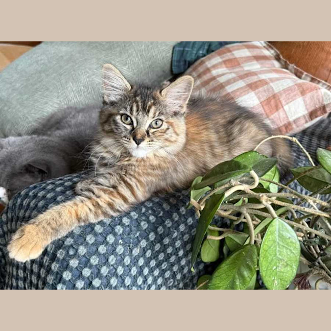 Photo of Snickers ** 2nd Chance Cat Rescue**