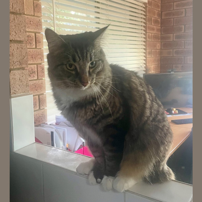 Photo of Tommy
