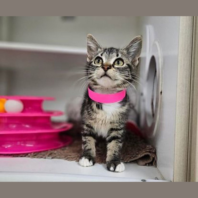 Photo of Roxie