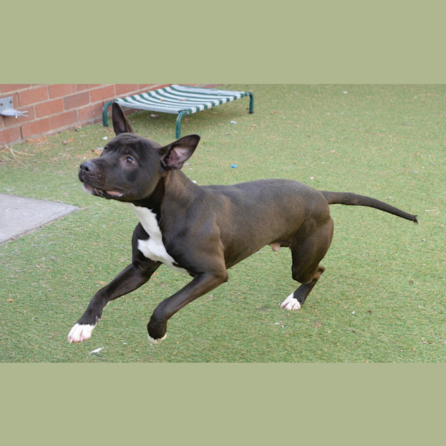 Photo of Nitro