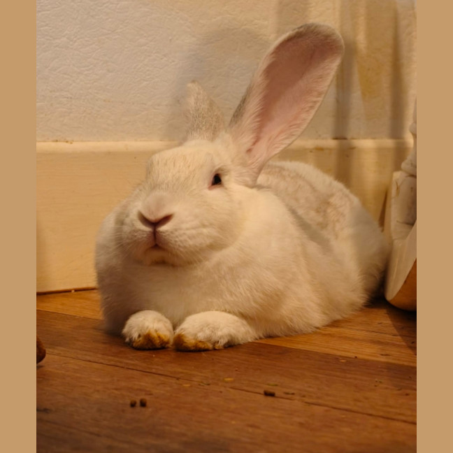 Photo of Pavlova