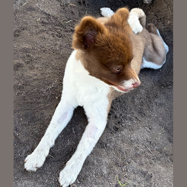 Photo of Pippin