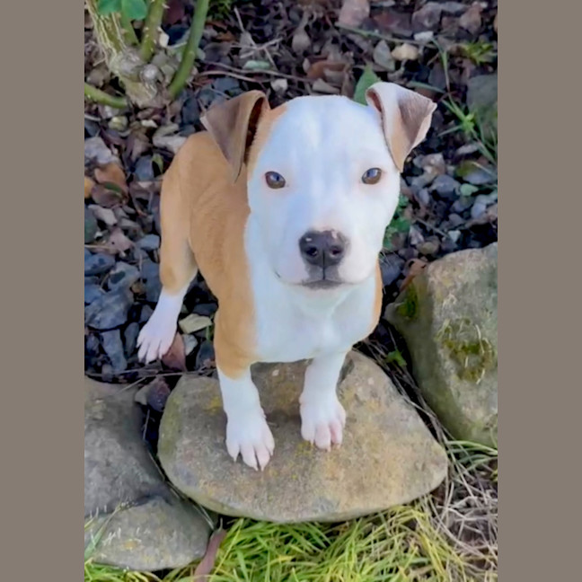Photo of Gidget