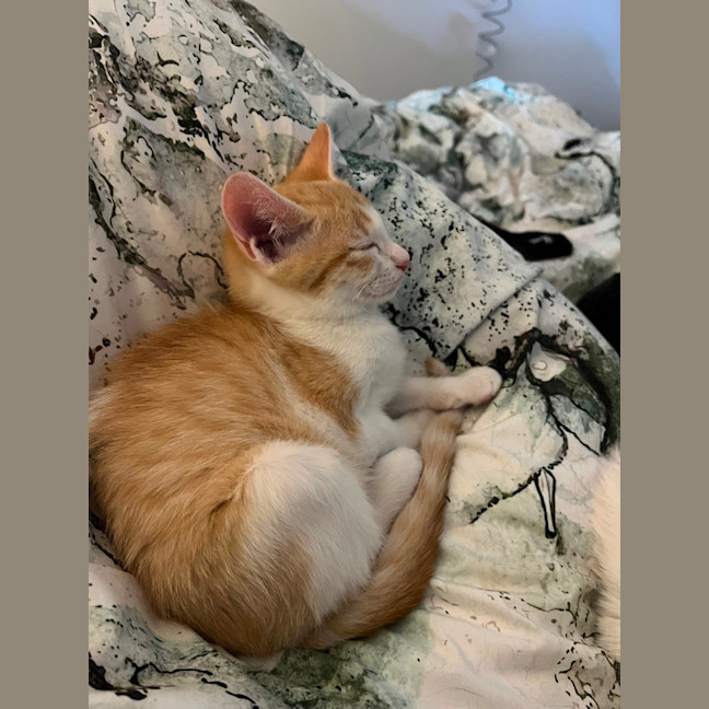 Photo of Cheddar & Swiss