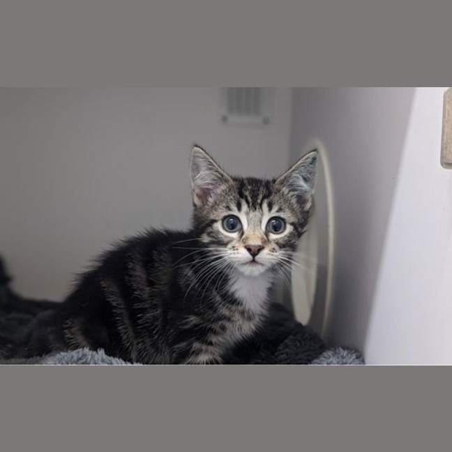 Photo of Pretzel