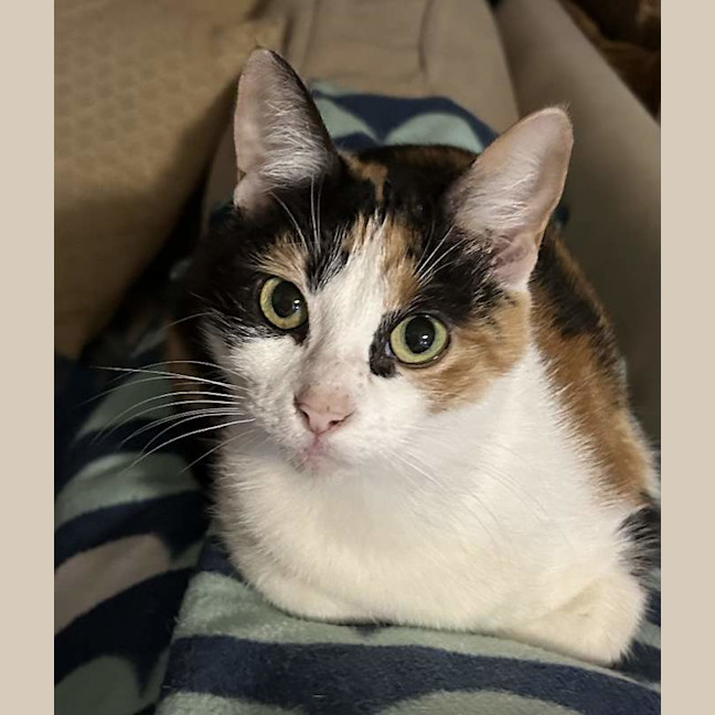 Photo of Callie