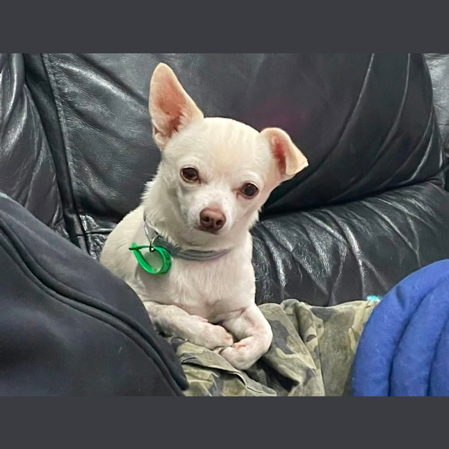 Photo of Odie