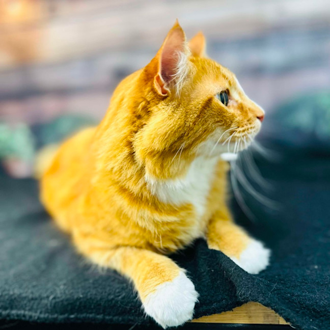 Photo of Thelonious   Located In Fitzroy 