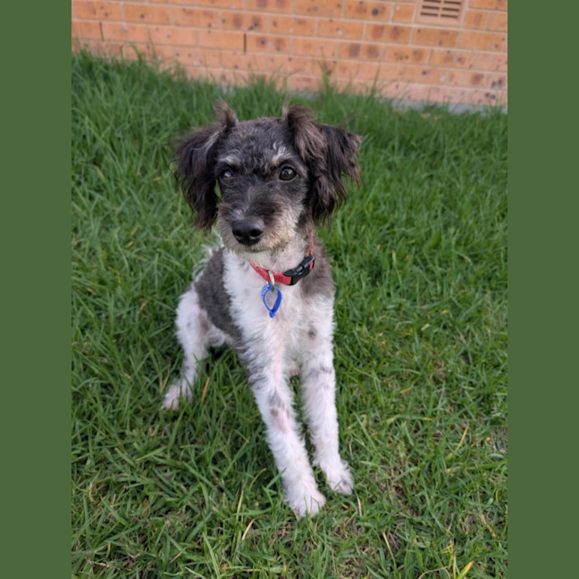 Photo of Jack   1 Year Old Poodle X Terrier 