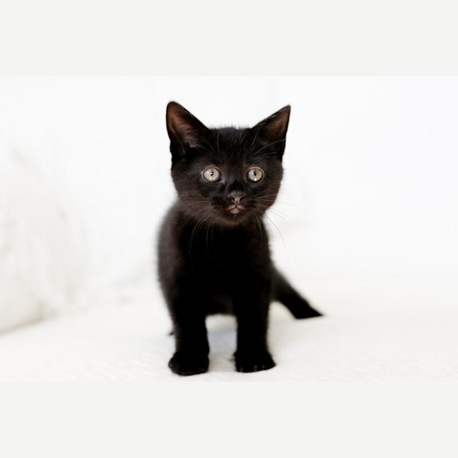 Photo of Indie