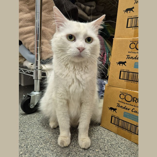 Photo of Snowy