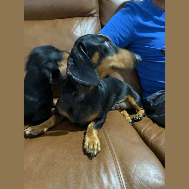 Photo of Jemma And Hunter Bonded Pair