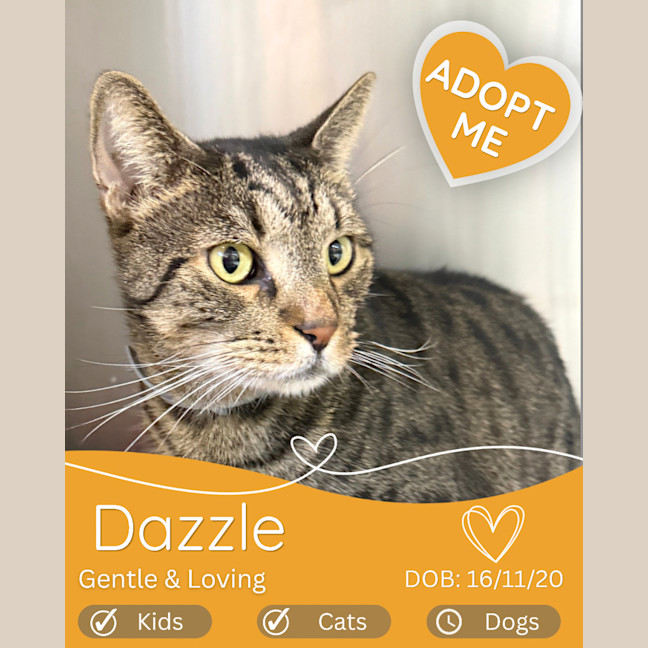 Photo of Dazzle
