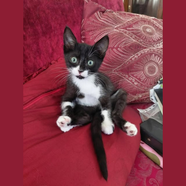 Photo of Nova