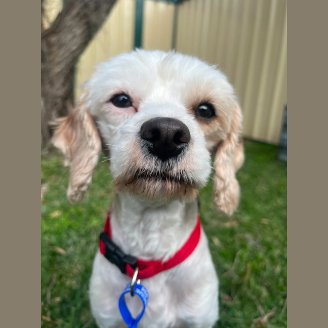 Photo of Anna   3 Year Old Maltese X
