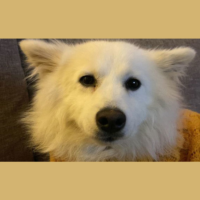 Photo of Honey