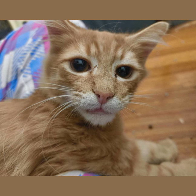 Photo of Gazza The Lion