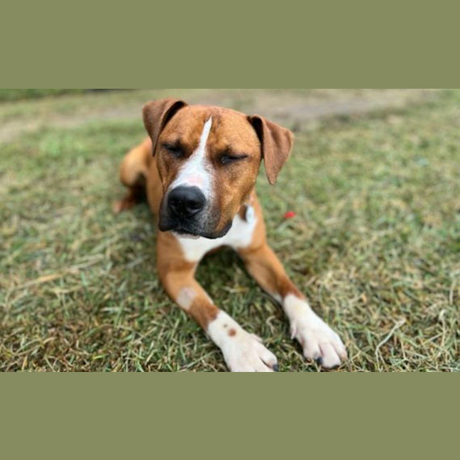 Photo of Jango